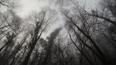 Foggy forest with spooky branches Stock Footage 169798656