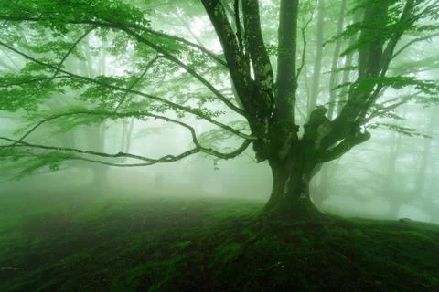 Foggy forest in spring Stock Photos