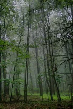 Foggy Forest in the Spring 库存照片