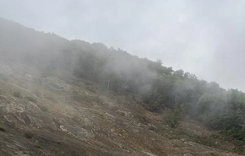 Foggy forest in the summer Stock-Fotos