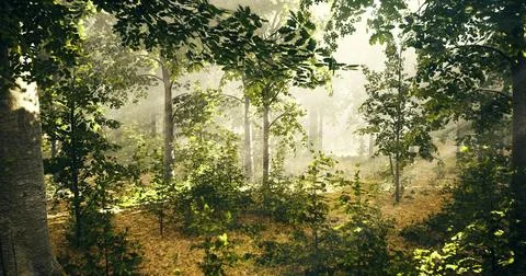 Foggy forest with sunlight filtering through trees during morning hours Stock Illustration