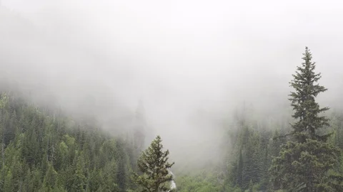 Foggy forest time lapse Stock Footage 105767976