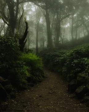 Foggy Forest Trail Into the Unknown 写真素材