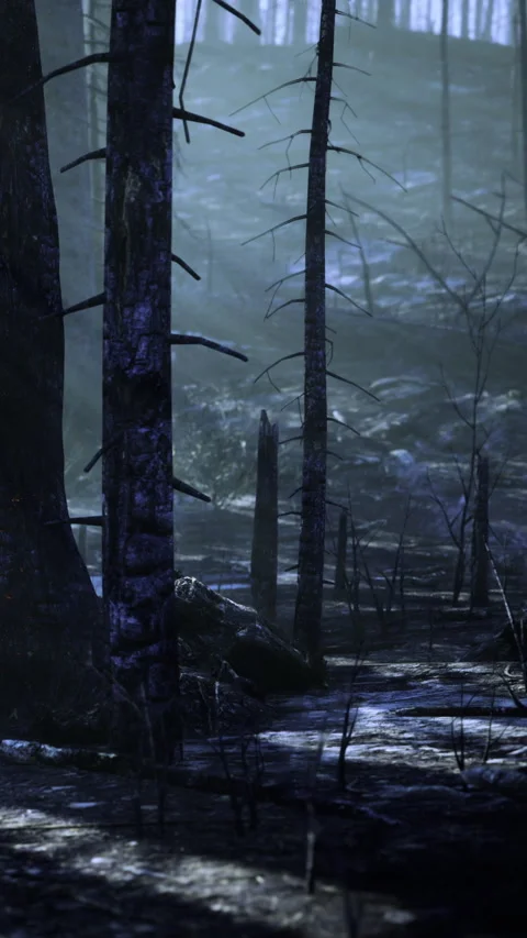 Foggy forest with trees and dark path in the early morning light Stock Footage 334247551