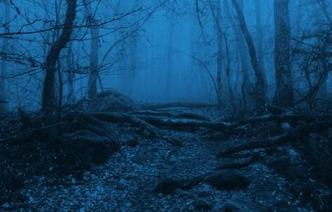 Foggy forest with trees in the springtime Stock Photos