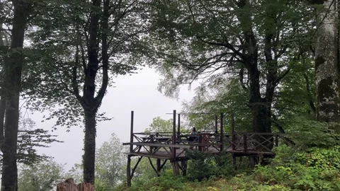Foggy Forest View Revealed Between Trees in Kartepe Turkey Stock Footage 342278054