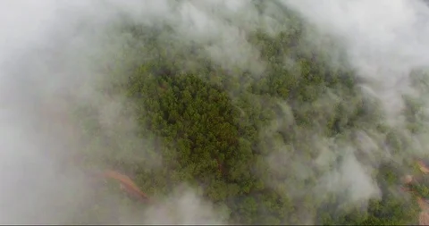 Foggy forest view from top Stock Footage 117349601