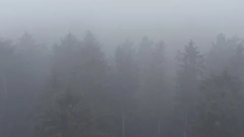 A foggy forest in winter from above Stock Footage 147380220