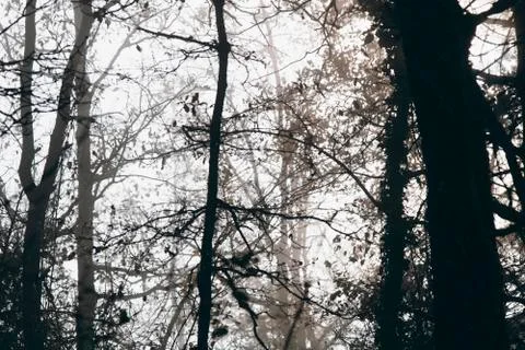Foggy forest in winter Stock Photos