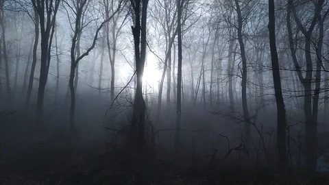 Foggy Forrest Stock Footage 122991431