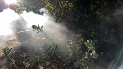 Foggy Garden with Dramatic Light Rays – Cinematic and Mysterious Atmosphere Stock Footage 300457979