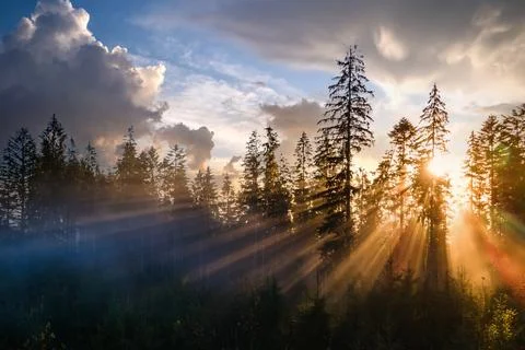 Foggy green pine forest with canopies of spruce trees and sunrise rays shinin Stock Photos