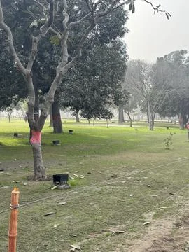The Foggy Grove Stock-Fotos