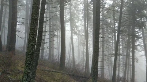 Foggy Haunted Forest Video stock 123940581