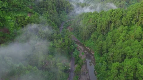 Foggy Highway in the middle of a pine forest Video stock 292330716