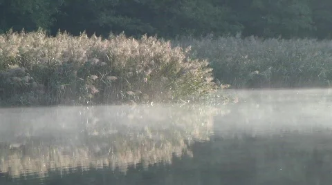 Foggy lake Stock Footage 852289