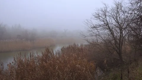 Foggy lake in the forest Stock-Footage 168964561