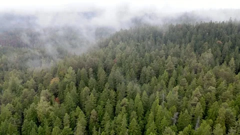 Foggy landscape with clouds, spruce forest. View from above. Aerial drone video Stock Footage 304291219