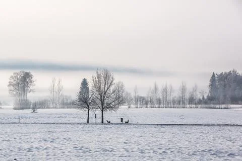 Foggy landscape Stock Photos