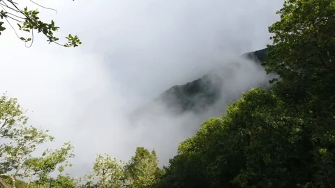 Foggy Laurissilva Forest behind the tree branches of Madeira Portugal Stockbeeldmateriaal 101440793