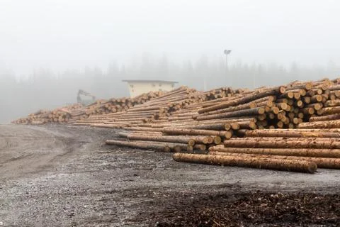 Foggy log stock Stock Photos