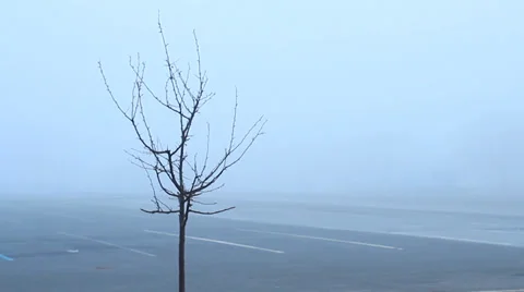 Foggy Lone Tree Stock Footage 36268801