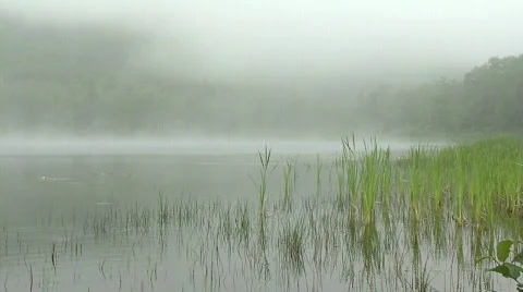 Foggy Marsh Clip Video stock 146704