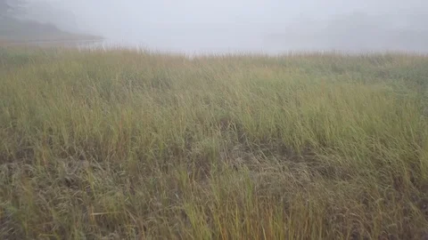 Foggy Marsh Low Fly-through Video stock 108552509