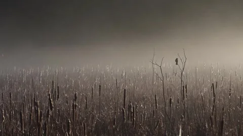 Foggy Marsh at Sunrise with Red-Winged Blackbird Calling Stock Footage 337199586