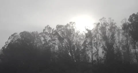 Foggy Mist Sun Behind the Trees Stock Footage 158776843