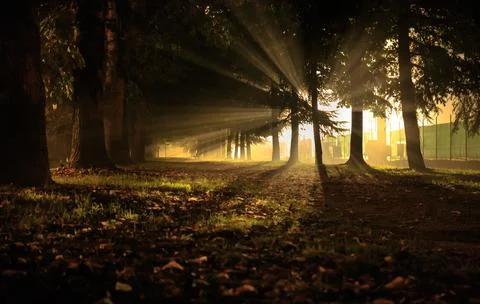 Foggy mist with sunbeams through the trees in backlight Stock Photos