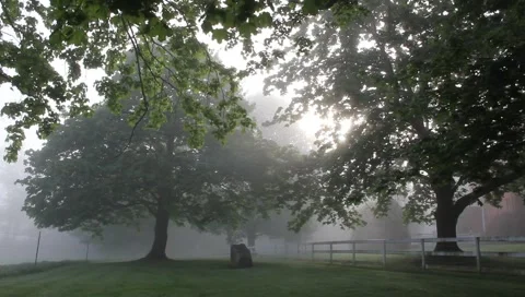 Foggy mist in trees Stock Footage 4518576