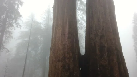 Foggy misty forest, Sequoia trees, Sequoia National Park in winter, tilt up Vidéo 111913018