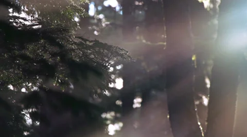 Foggy Misty Wet Forest Branches Dripping in Sunbeam Rainbow Fog Stock Footage