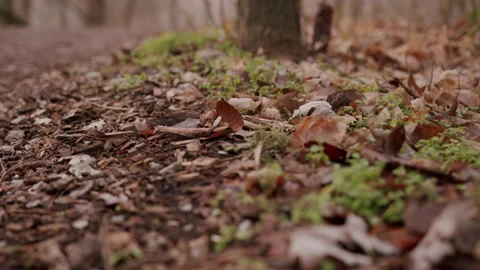 Foggy Morning in Fall Forest Stock Footage 200519967