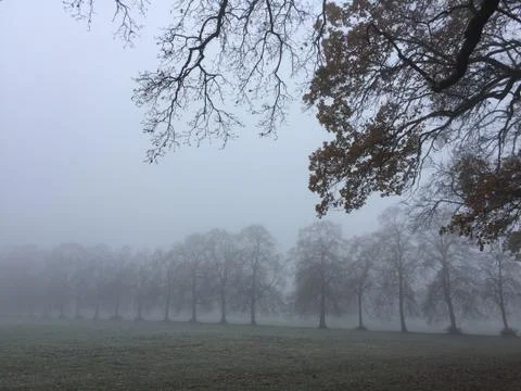 Foggy morning 库存照片