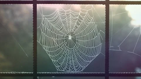 Foggy Morning Spider Web Close Up Видео 345647371