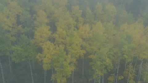 Foggy Mountain Fall Yellow Trees Cloudy Moody View Mountain Stock Footage 192797319