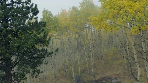 Foggy Mountain Fall Yellow Trees Cloudy Moody View Mountain Stock Footage 192805689