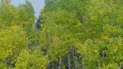 Foggy Mountain Fall Yellow Trees Cloudy Moody View Mountain Stock Footage 192967695