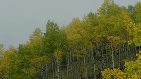 Foggy Mountain Fall Yellow Trees Cloudy Moody View Mountain Stock Footage 192972001