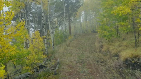 Foggy Mountain Fall Yellow Trees Cloudy Moody View Mountain Stock Footage 192983181