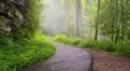 Foggy mountain foot path 照片
