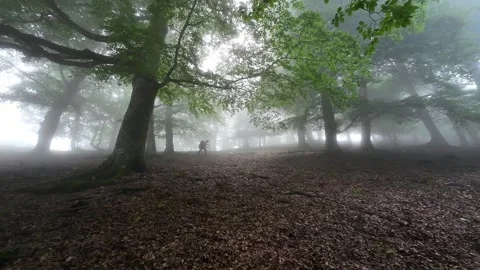 Foggy mountain Stock Footage 327801540