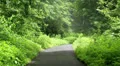 foggy mountain path HD 동영상