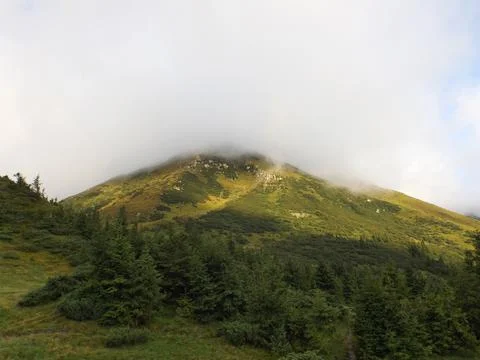 Foggy Mountain Peak With Dense Pine Forest And Low Clouds Фото