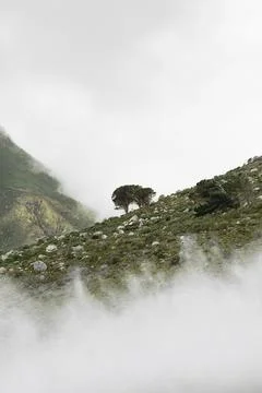 Foggy mountain Stock Photos