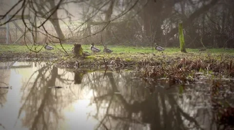Foggy, murky pond with ducks. Stock Footage 45818607