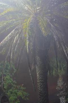 A foggy palm tree Stockfoto's