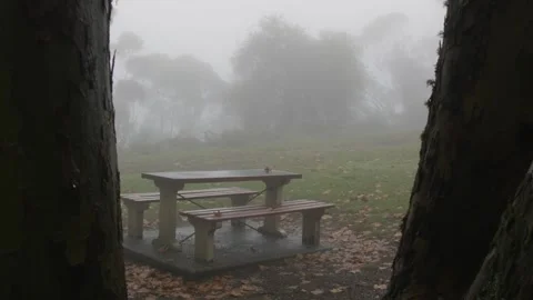 Foggy Park Bench- Looking between two trees - Moody atmosphere Stock Footage 194524290